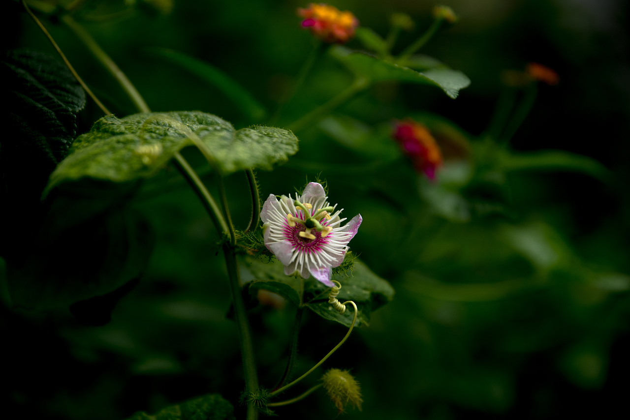 花的世界--龙珠花