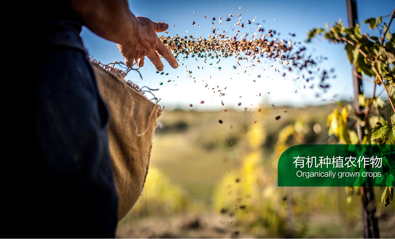 三主元植物油标志/包装设计