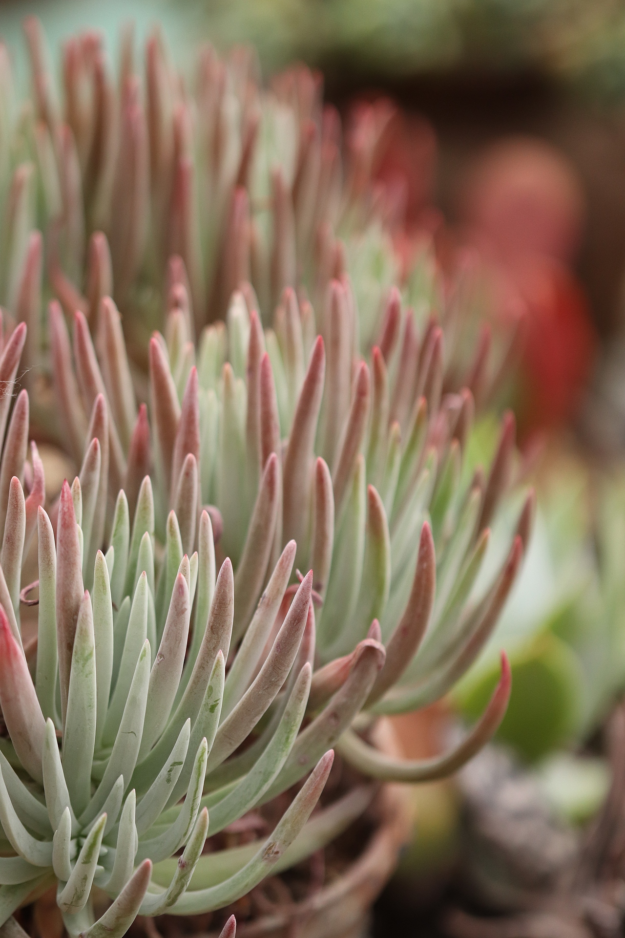 多肉（图ZMjU3MTM2Mjgw） - 其他摄影 - 站酷设计师生活可爱原创素材 - 站酷ZCOOL