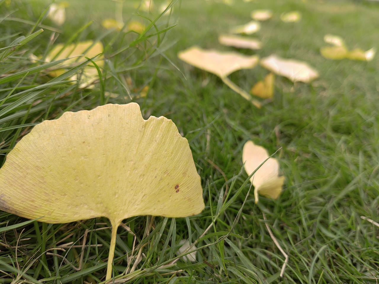 银杏秋叶（图ZMzEwMzM1MDAw） - 风光摄影 - 站酷设计师摄影师Tender原创素材 - 站酷ZCOOL