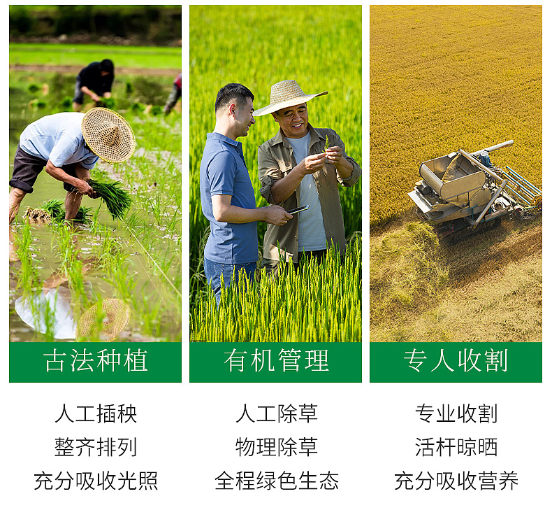 五常大米详情页（图ZMzU5OTE4NjI4） - 产品摄影 - 站酷设计师简悦摄影原创素材 - 站酷ZCOOL