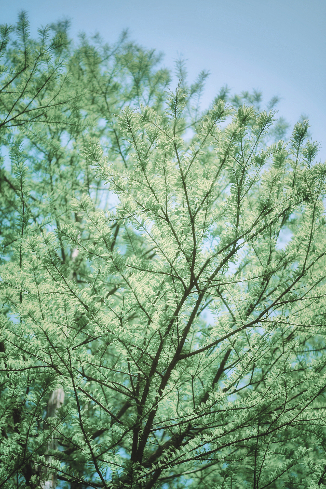 山花满头莫问归处