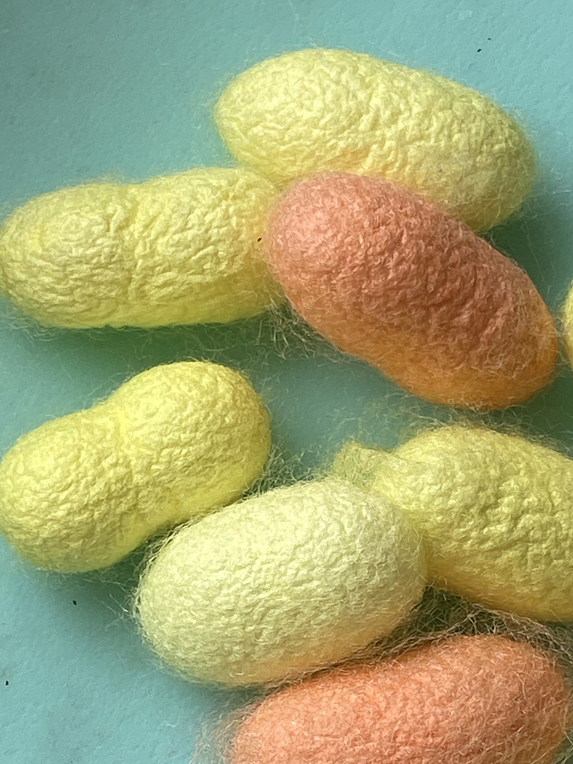 刘勇良手机纪实摄影:彩色的蚕茧