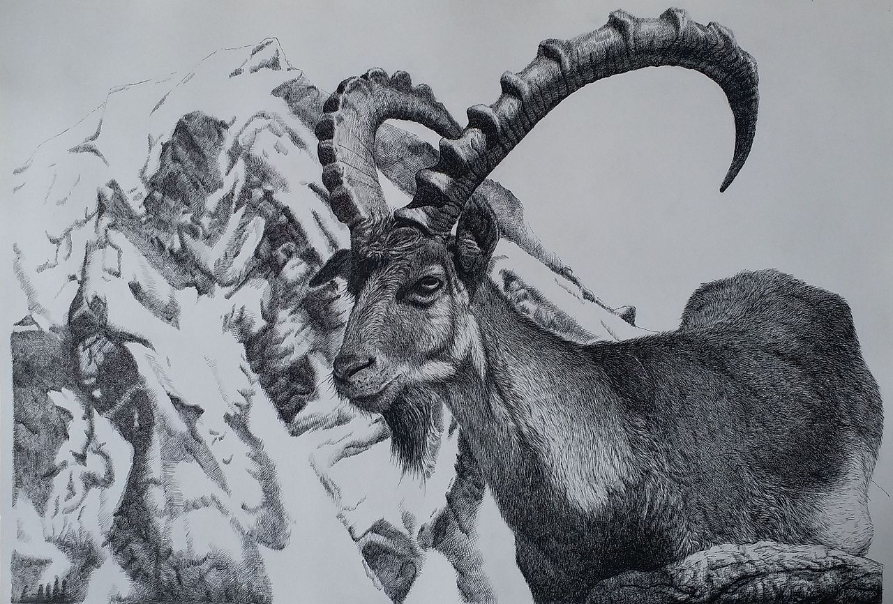 阿尔卑斯山脉の勇士羱羊