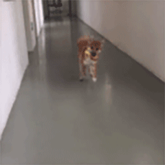 柴犬齐天动图篇表情包（图ZMTgwNDUyNzU2） - 网络表情 - 站酷设计师非正常猫狗研究所原创素材 - 站酷ZCOOL
