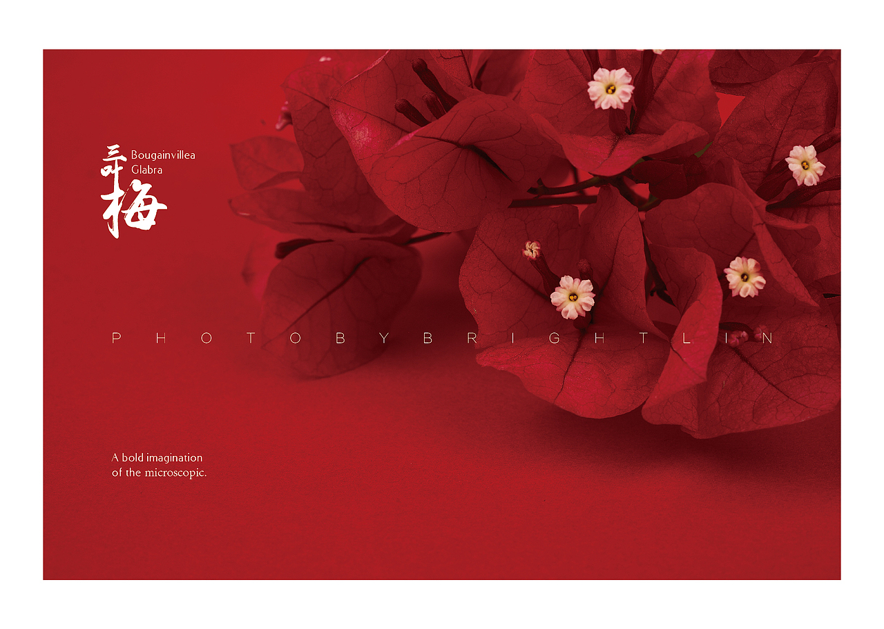 微观世界的大胆想象——三叶梅