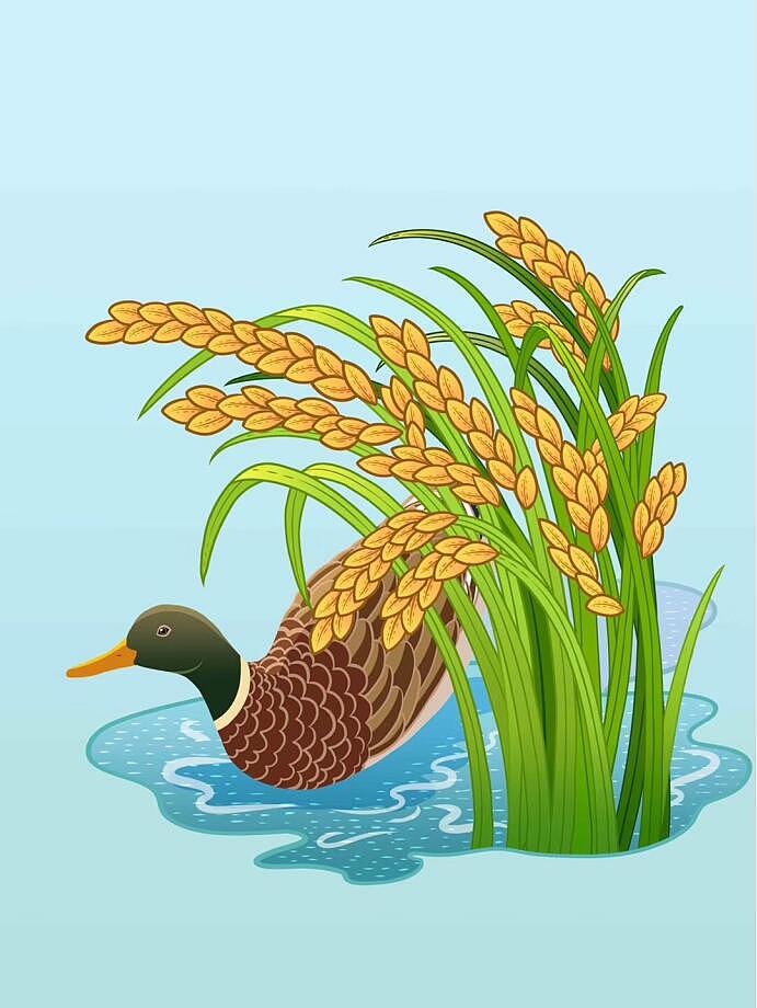 牧马湖大米包装插画（图ZMTk1OTg0ODA4） - 商业插画 - 站酷设计师内在的光原创素材 - 站酷ZCOOL