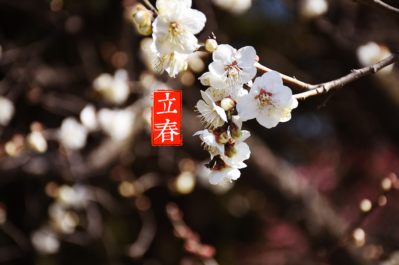 上海游园赏梅（图ZNzAyNzU3MTI=） - 风光摄影 - 站酷设计师村中人翼飞原创素材 - 站酷ZCOOL