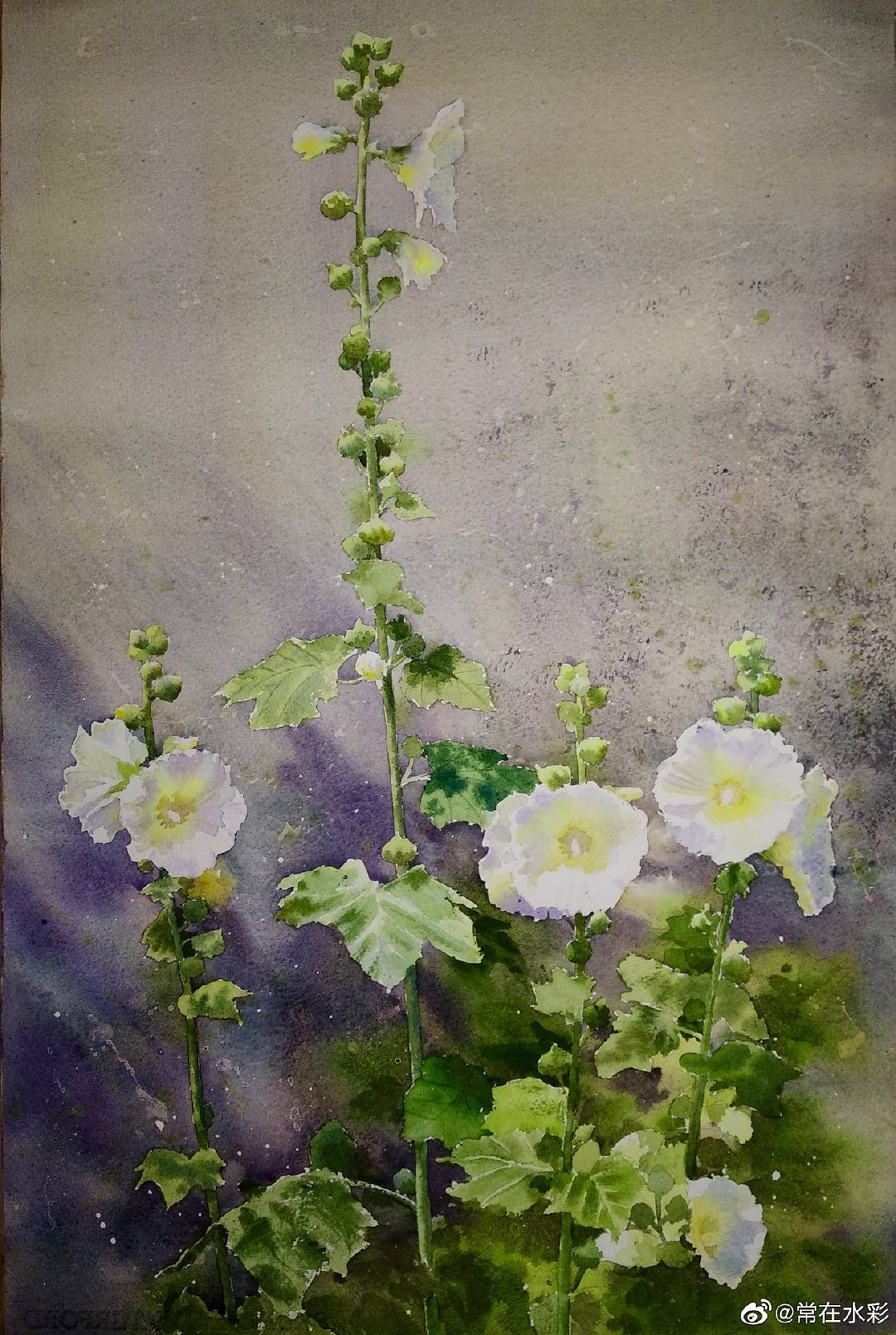 常在水彩蜀葵花合集1