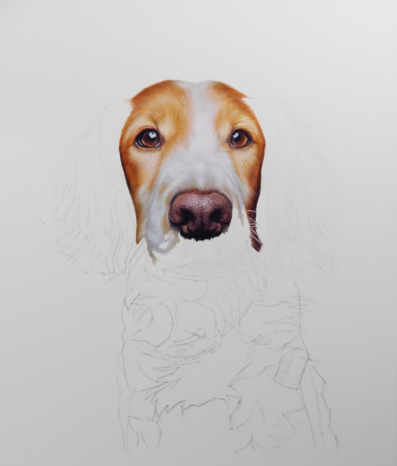 彩铅画狗狗