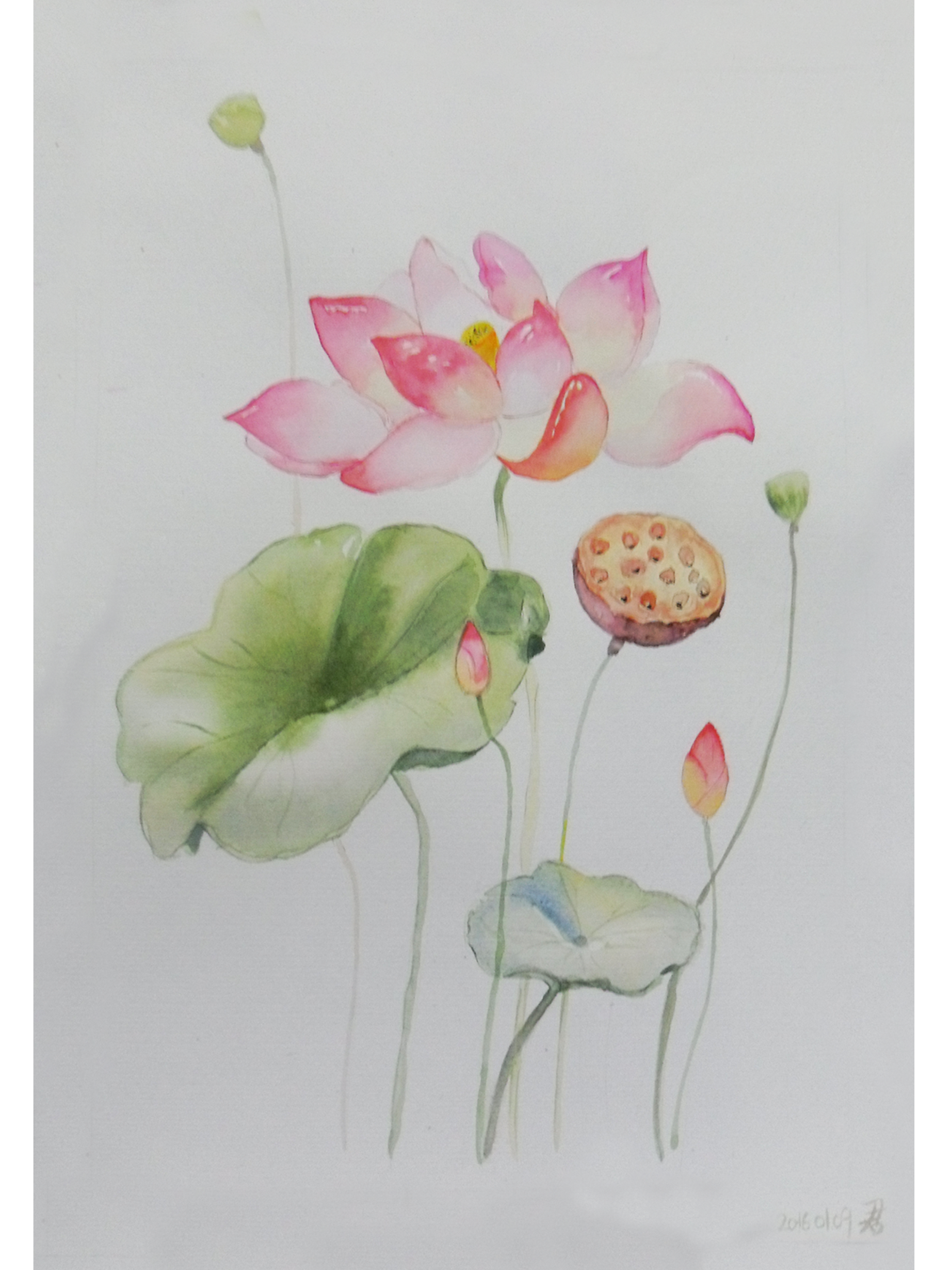 荷花|插画|插画习作|橙飘飘 - 原创作品 - 站酷 (zcool)