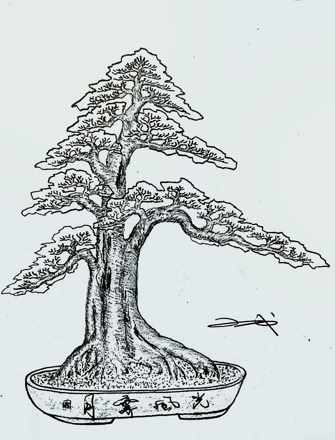 一棵对节白蜡盆景的设计效果图