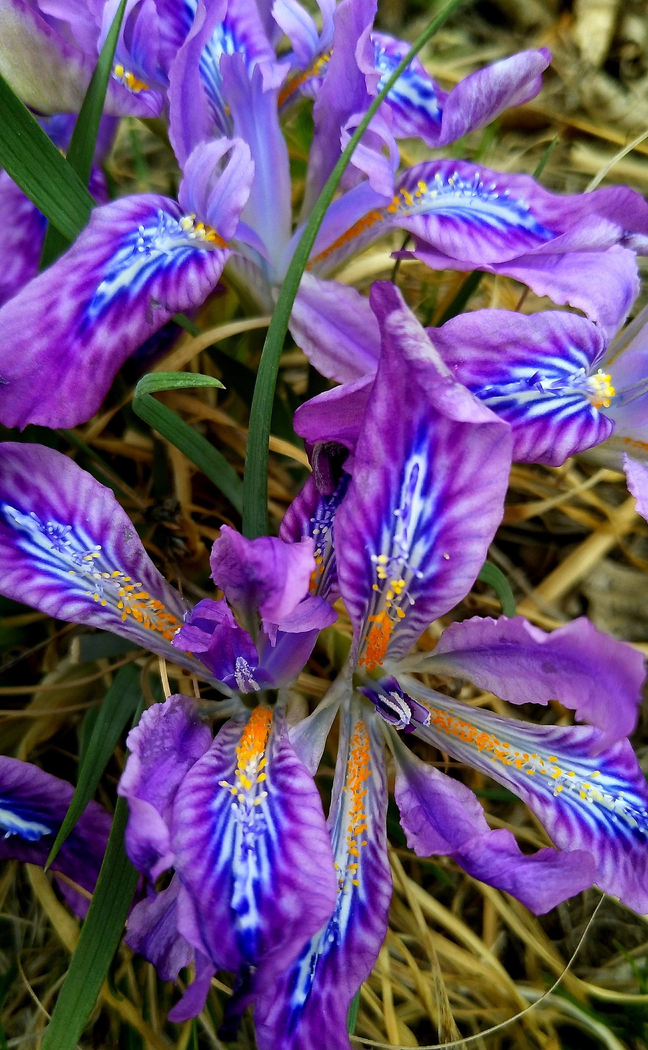 手机拍摄马兰花