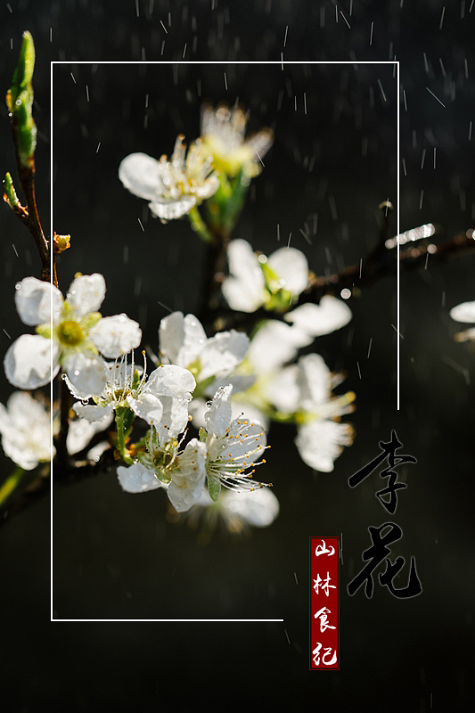 植物图鉴（三）│ 桃李春风一杯酒 江湖夜雨十年灯（图ZMTUwMDE3Nzg0） - 产品摄影 - 站酷设计师山林纪原创素材 - 站酷ZCOOL