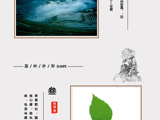 茶叶
