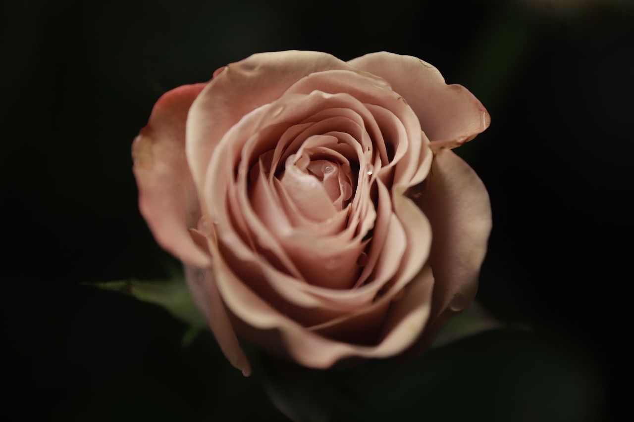 同一朵花（图ZMzU1NTEwMTEy） - 其他摄影 - 站酷设计师木糖醇饕餮原创素材 - 站酷ZCOOL