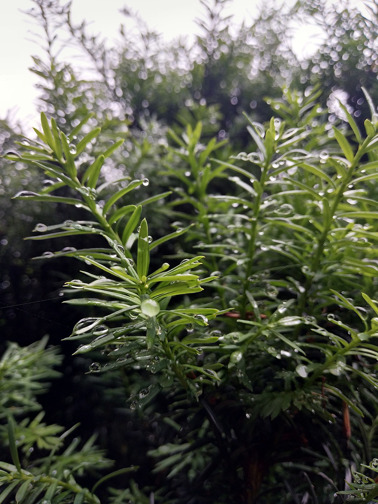 一些随意拍摄作品~（新手-不好的地方请多多指教）！