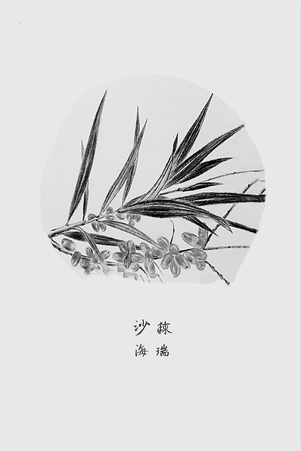 2017_12_19沙棘（圖ZMTAxMDQ2MDc2） - 繪本 - 站酷設(shè)計師hairuisongYG原創(chuàng)素材 - 站酷ZCOOL