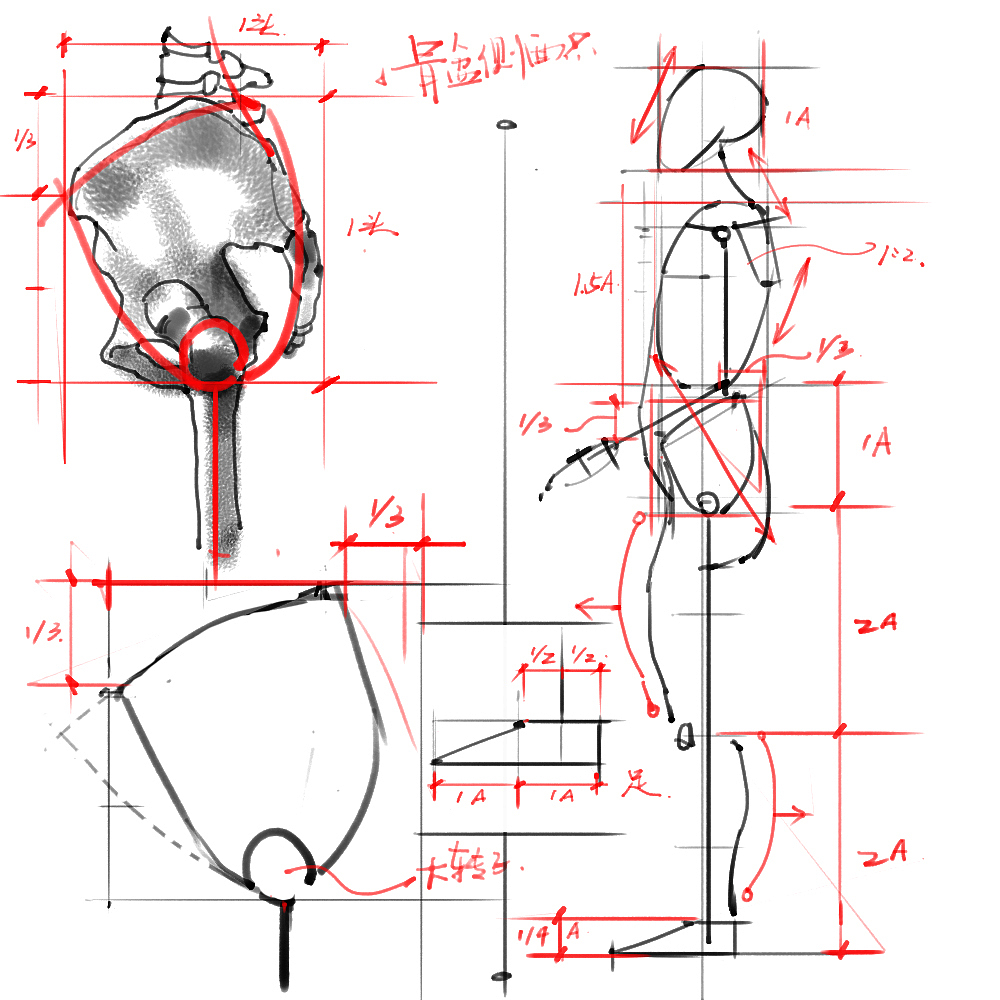 「素材」分享一波绘画专用人体解剖素材 part 02