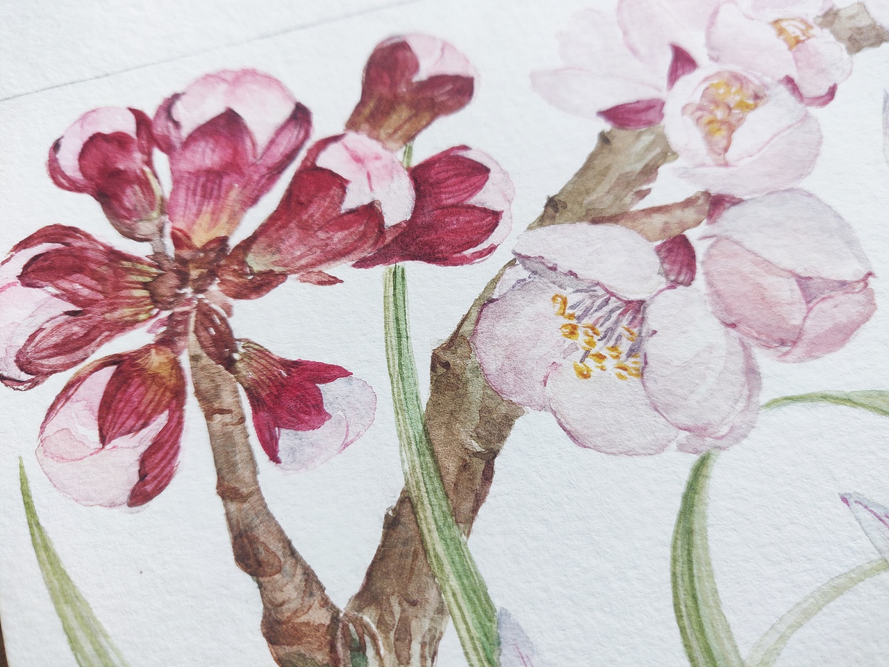 十二月花神之二月花神 杏花 兰花(图ZMjQzODc1NzQ0) - 艺术插画 - 站酷设计师淂淇原创素材 - 站酷ZCOOL
