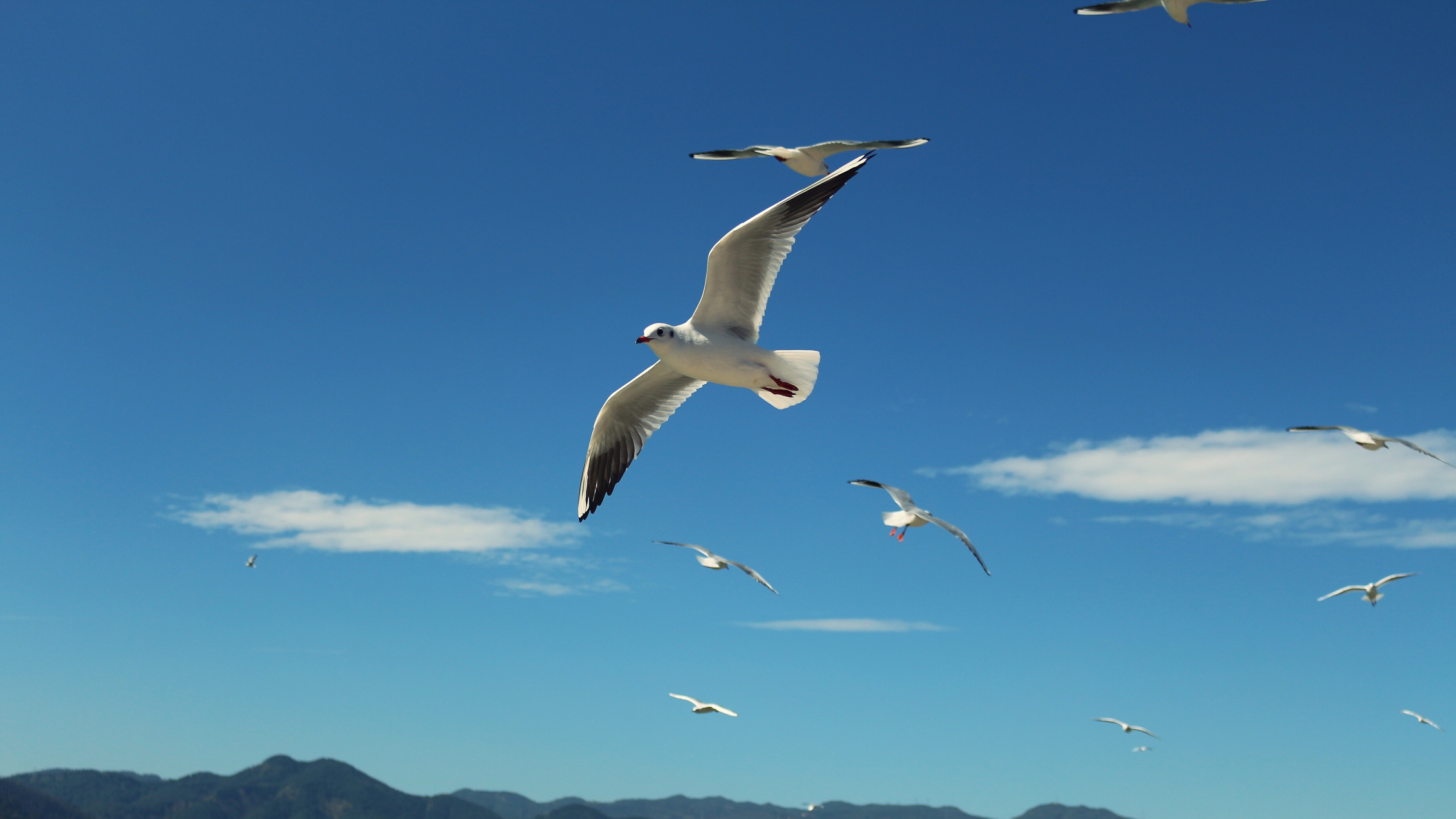 昆明-西伯利亚红嘴鸥