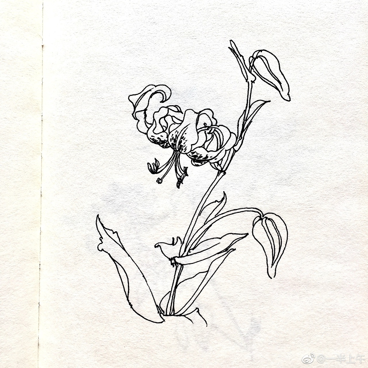 花卉线稿