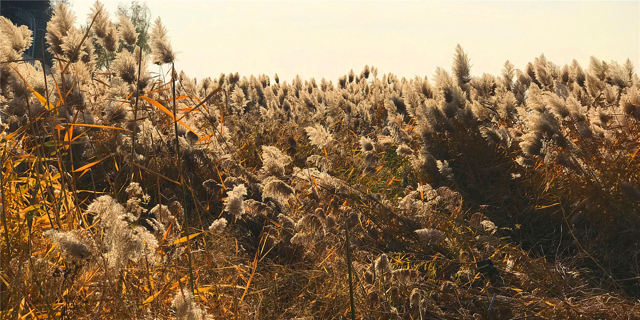 刘勇良手机纪实摄影:金色的芦苇荡