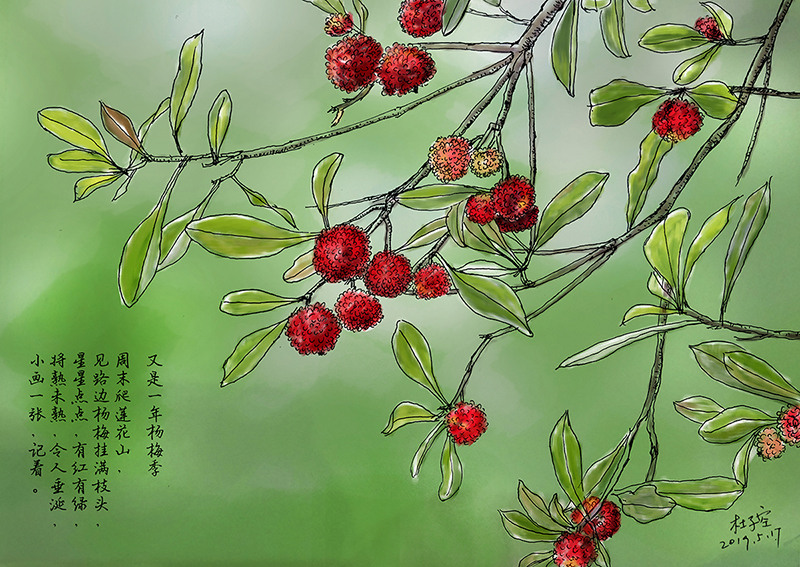 杨梅树绘画图片