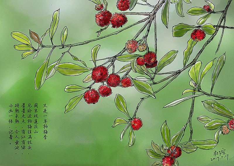 又是一年杨梅季