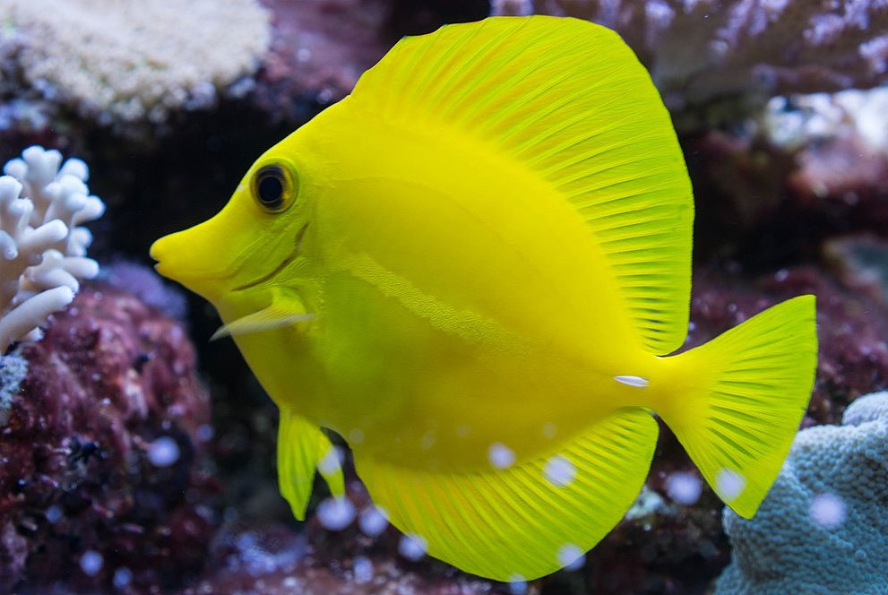 黄高鳍刺尾鱼(学名:zebrasoma flavescens)分布于西太平洋夏威夷海域 