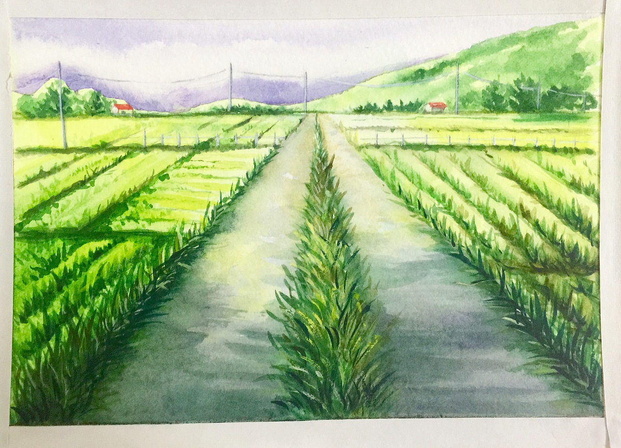 水彩风景 小品 练习画 绿色麦田