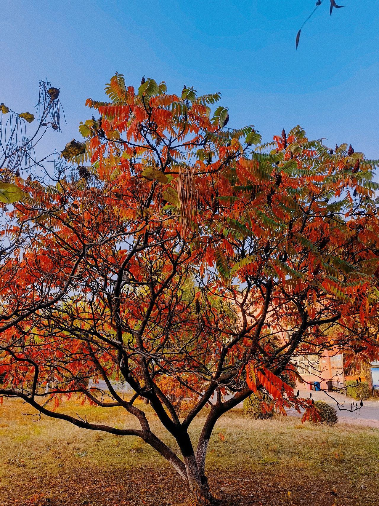 沈阳师范大学(2)风景没放全看主页上篇