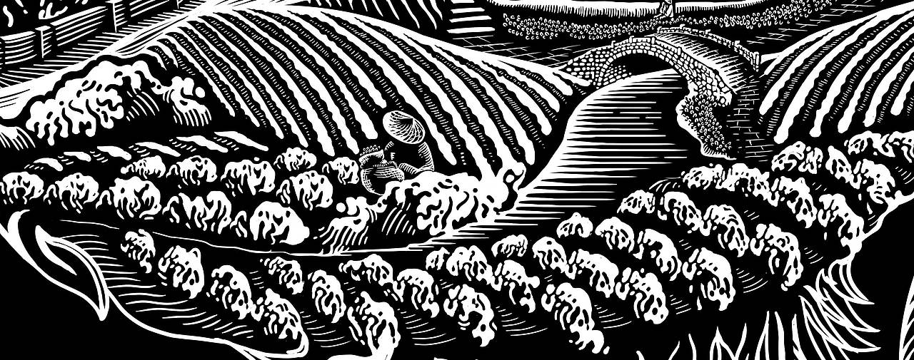 2000米高原红茶 插画