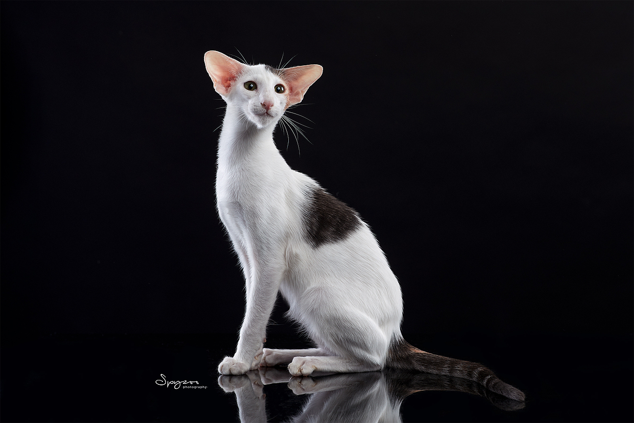 东方短毛猫天津影棚拍攝九月(图ZMjI1NTY5MjUy) - 宠物摄影 - 站酷设计师spyzoo原创素材 - 站酷ZCOOL