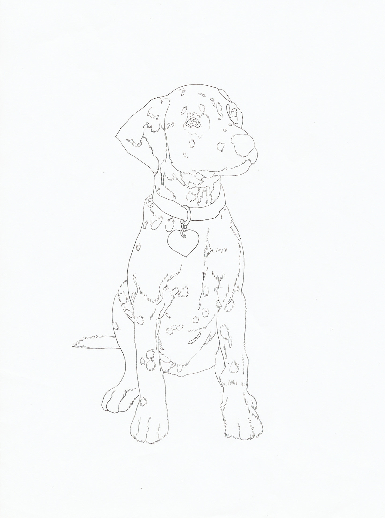 彩铅狗狗绘画过程