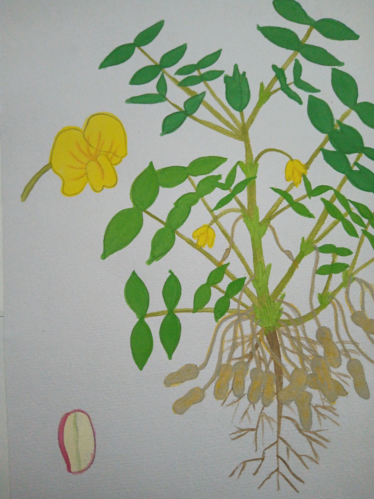 植物生长（花生）（图ZMjU5ODU5Nzg0） - 创作习作 - 站酷设计师深海珍珠原创素材 - 站酷ZCOOL