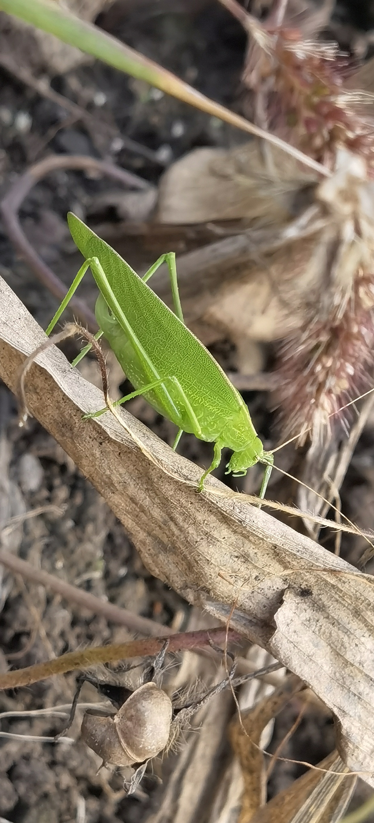 蛐蛐|摄影|宠物摄影|迪歪艾姆 - 原创作品 - 站酷 (zcool)