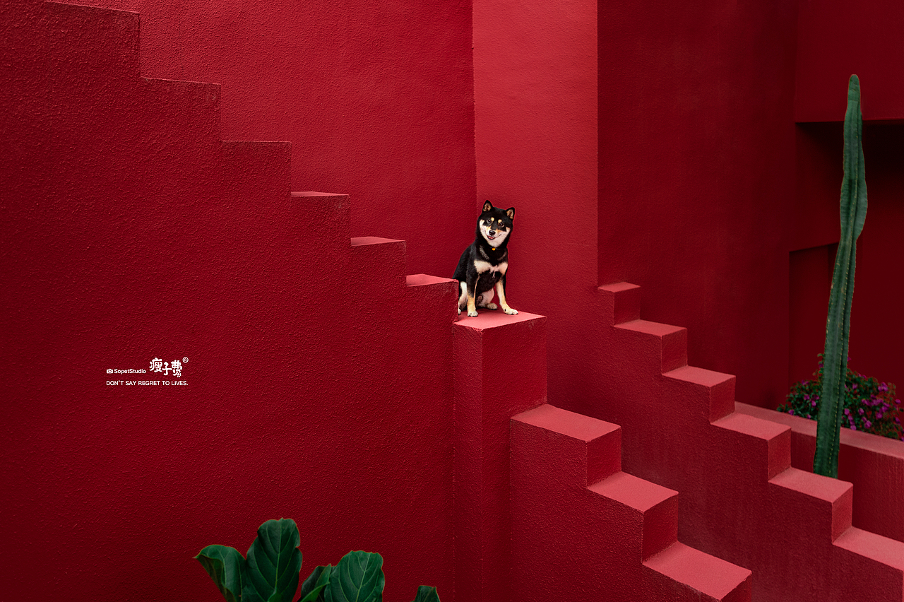 这不是Ai，是摄影。（图ZMzczMzM3NjI4） - 产品摄影 - 站酷设计师宠物摄影师瘦子费原创素材 - 站酷ZCOOL