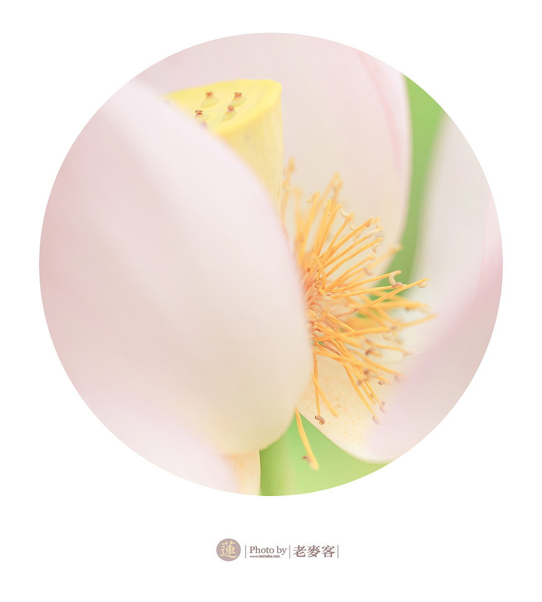 《莲》201406（图ZMTcyNjUyNDA=） - 风光摄影 - 站酷设计师laomaike原创素材 - 站酷ZCOOL