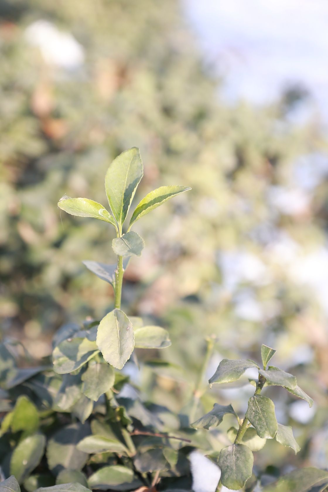 校园风光（图ZMzYwMTg4MjEy） - 风光摄影 - 站酷设计师Z391904548原创素材 - 站酷ZCOOL