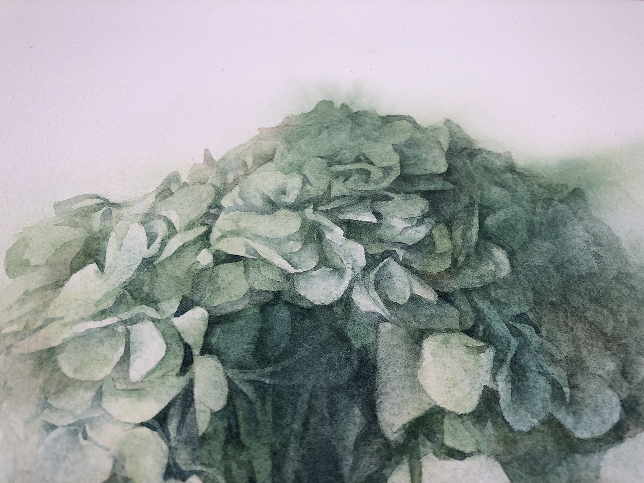 绣球（图ZMTg2MDQ4NTky） - 绘画 - 站酷设计师SGED四个耳洞原创素材 - 站酷ZCOOL