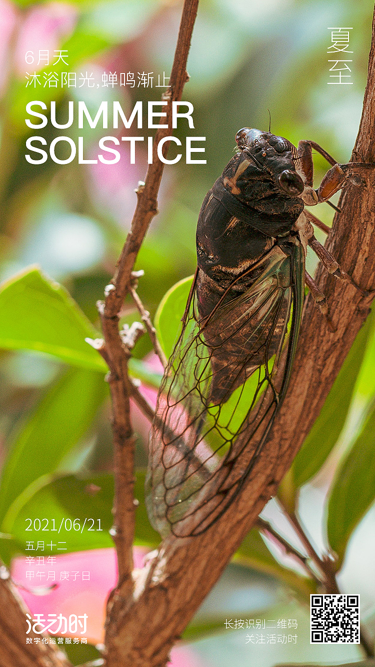 活动时 24节气海报