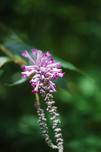 在两千多米的高山上冒着大雨拍摄的昆虫们