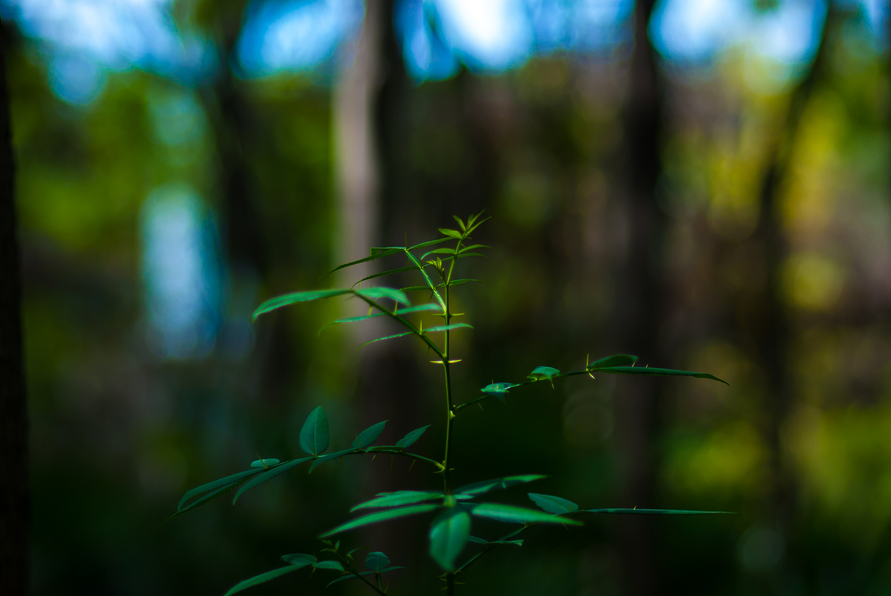 杂色，绿色、树叶、风景（图ZMzYxNzgxODQ=） - 风光摄影 - 站酷设计师HK754202733原创素材 - 站酷ZCOOL