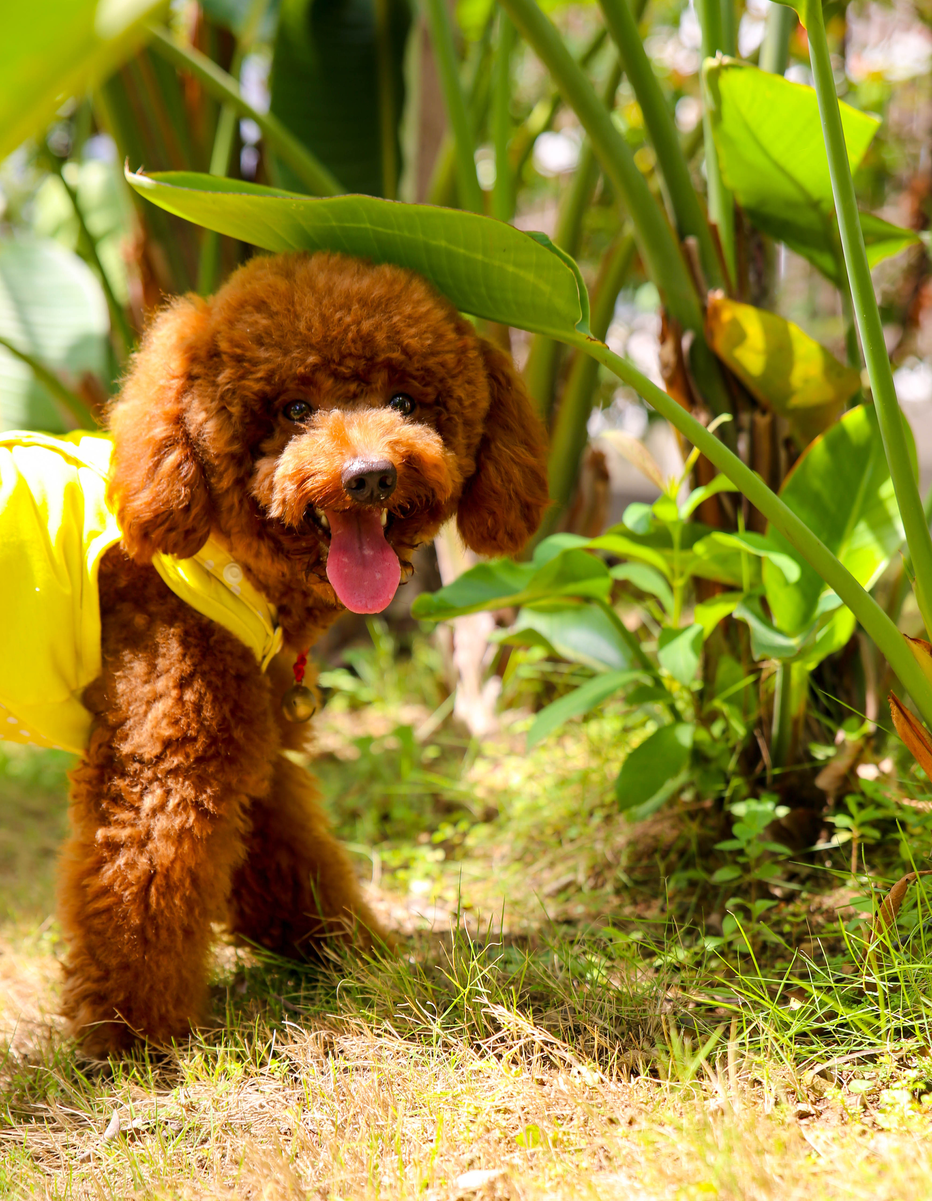 【i,pet宠物摄影】kobe