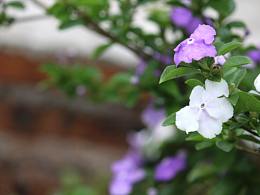 脐橙花盛开