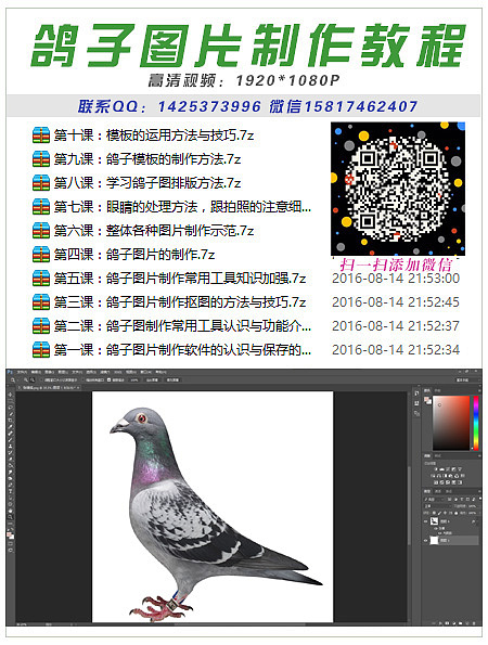 电脑软件制作鸽子照片教程鸽子图片制作PS赛鸽美图教程信鸽眼睛处理模板制作全套视频教程（图ZODAwODE5NzI=） - 其他 - 站酷设计师潘小强原创素材 - 站酷ZCOOL
