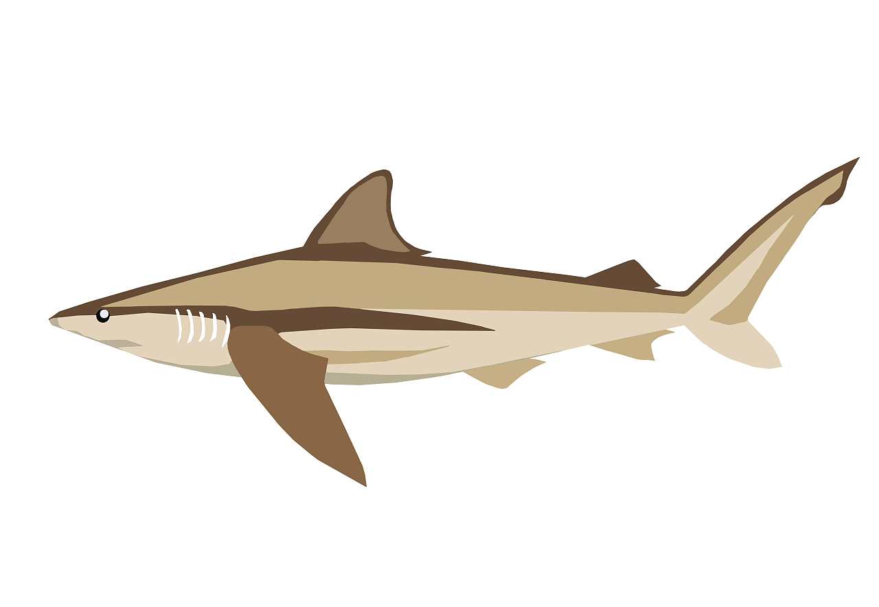 鲨鱼|插画|创作习作|海色鲨 - 原创作品 - 站酷 (ZCOOL)