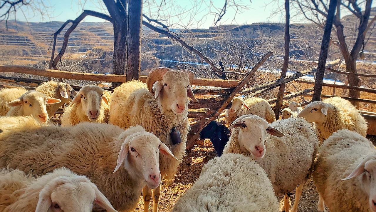 手机摄影（图ZMjkyODkzMTQ0） - 人文/纪实摄影 - 站酷设计师C大猫原创素材 - 站酷ZCOOL