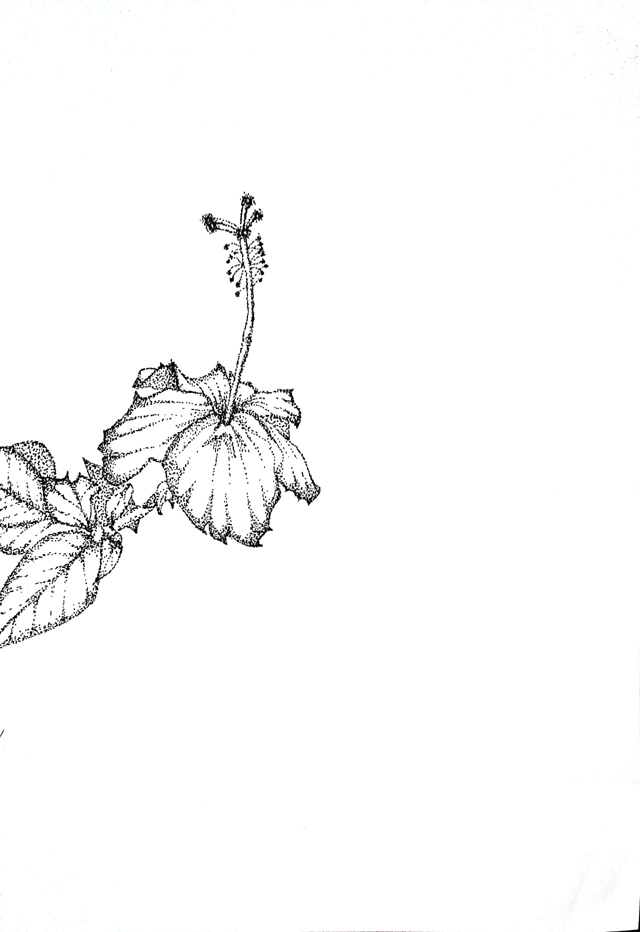 扶桑花――花卉练习